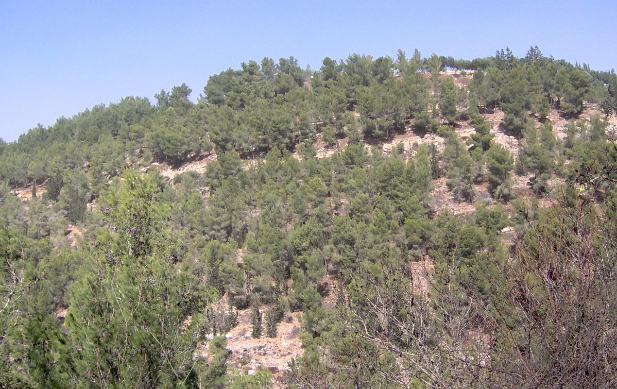 Jerusalem_forest